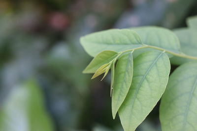 Close-up of fresh green leaves