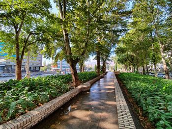 Footpath amidst trees in park