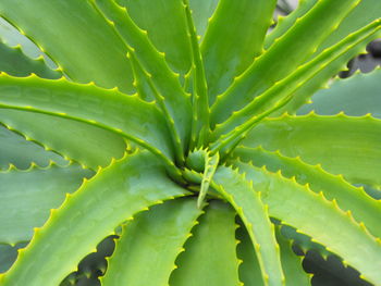 Full frame shot of succulent plant