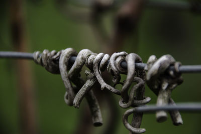 Close-up of barbed wire fence