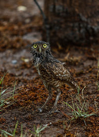 Close-up of a bird on field