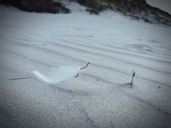 Close-up of birds on sand