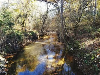 Stream amidst trees in forest