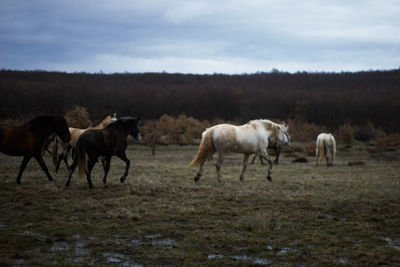 Group of wild horses galloping through the bush