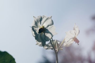 Close-up of fresh flowers against sky