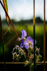 Close-up of purple flowering plant