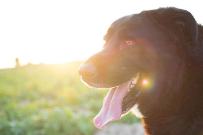 Close-up of dog looking away against sky
