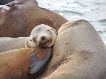 High angle view of sea lion