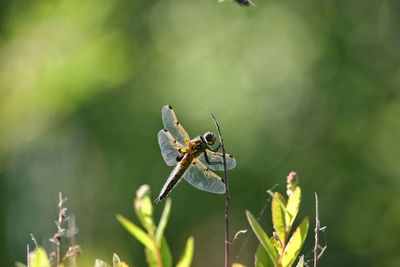 Close-up of insect