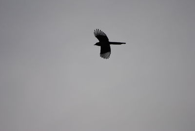 Low angle view of eagle flying in sky