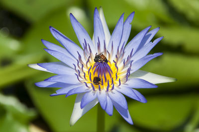 Close-up of bees on flower