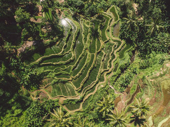 High angle view of green landscape