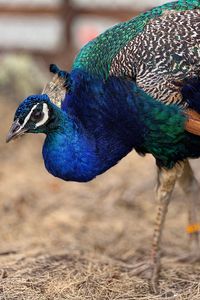 Close-up of peacock