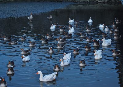 High angle view of seagulls in lake