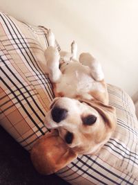 Dog resting on couch