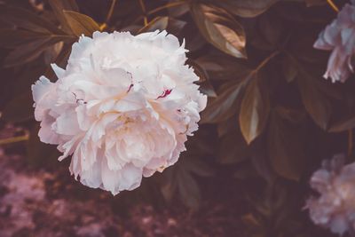 Close-up of pink rose flower on field