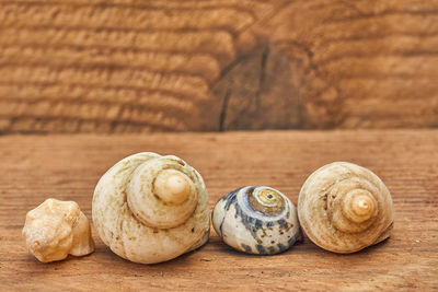 Close-up of shells on table