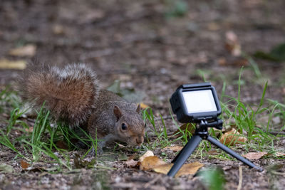 View of an animal on field