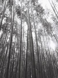 Low angle view of bamboo trees in forest