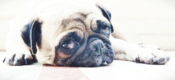 Close-up portrait of a dog