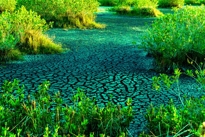 Plants growing in field
