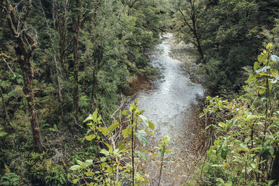 High angle view of waterfall amidst trees in forest
