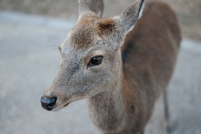 Close-up of deer