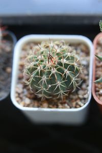 Close-up of succulent plant