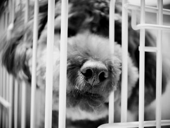 Close-up portrait of a dog