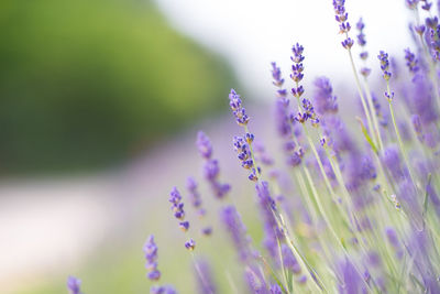 Close-up of purple flowering plants on field