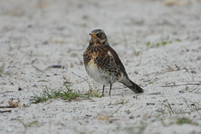 Close-up of bird perching on a field