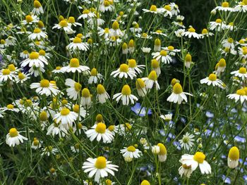 Close-up of white flowering plants on field