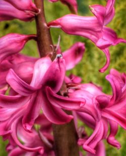 Close-up of pink flowers