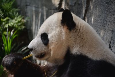 Close-up of animal eating in zoo
