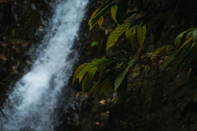 Close-up of waterfall in forest