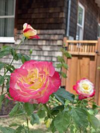 Close-up of pink rose