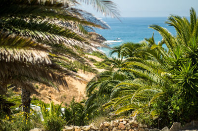 Palm trees on field