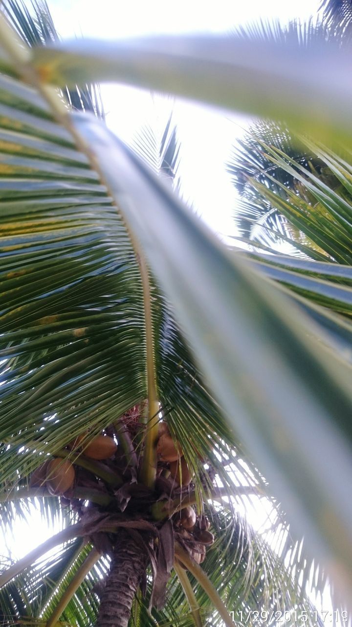 LOW ANGLE VIEW OF PALM LEAF