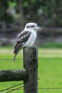 Bird perching on wooden post