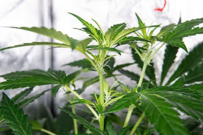 Close-up of fresh green plant in field