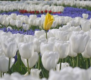 Close-up of white crocus flowers on field