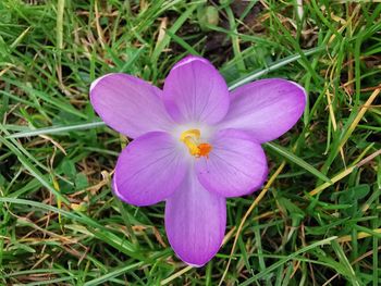 High angle view of purple crocus flower on field