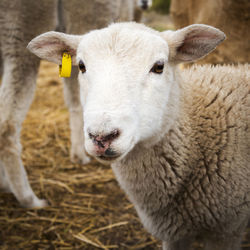 Close-up of a sheep