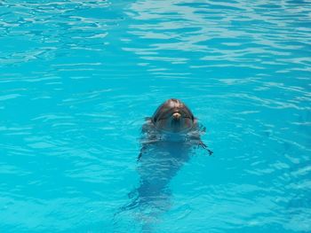 High angle view of person swimming in pool