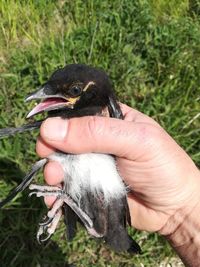 Close-up of hand holding bird