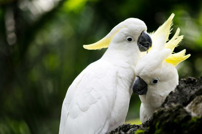 Close-up of cockatoos perching outdoors