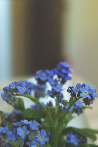 Close-up of purple flowers