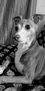 Portrait of dog sitting on bed at home