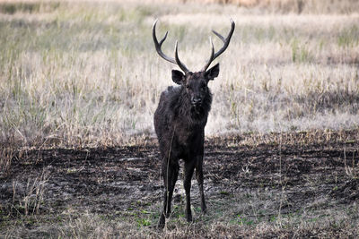 Portrait of deer standing on field