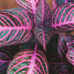 Full frame shot of pink leaves